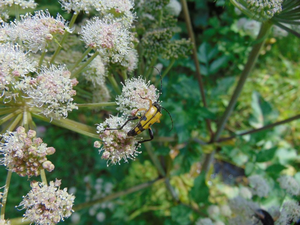 Cerambycidae: Rutpela maculata